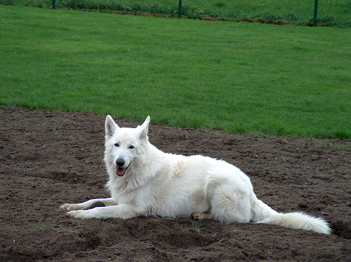 Xanto from The Silver Wolfsfarm