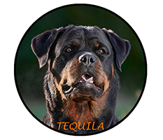 Tequila